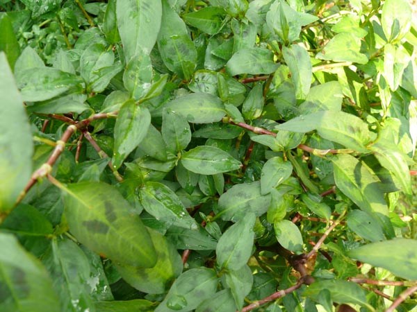 GemPfl0404Polygonumodoratum