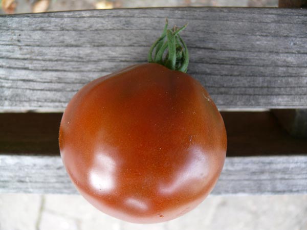 Saatgut: Solanum lycopersicum (Tomate, 'Japonskij Trffel tschernij') Saat
