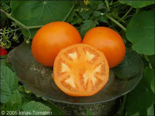 Solanum lycopersicum (Tomate, 'Gelbe aus der Krim')