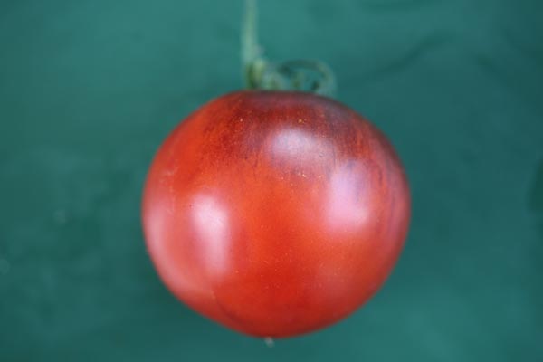 Solanum lycopersicum (Tomate, 'Indigo Apple')