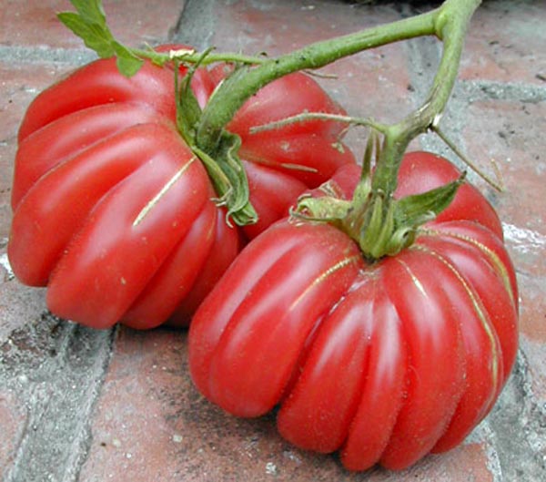 Solanum lycopersicum (Tomate, 'Pink Zapotec')