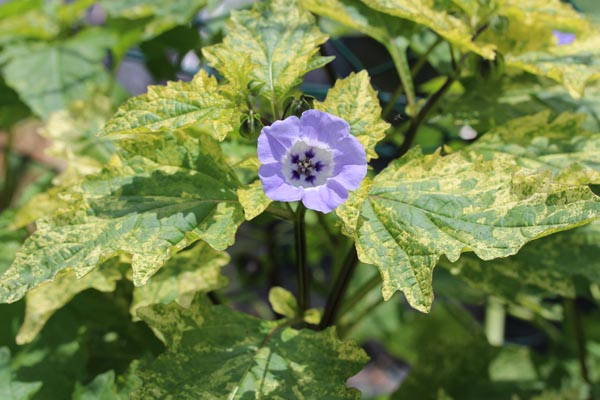 Nicandra physaloides 'Variegata' (Panaschierte Blaue Lampionblume)