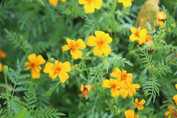 Tagetes tenuifolia (Tagetes, Gewürz-, 'Orange Gem')