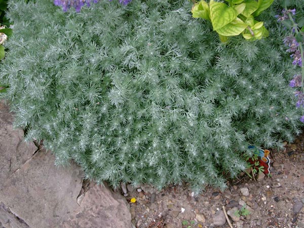 Artemisia schmidtiana 'Nana' (Zwerg-Silber-Raute)