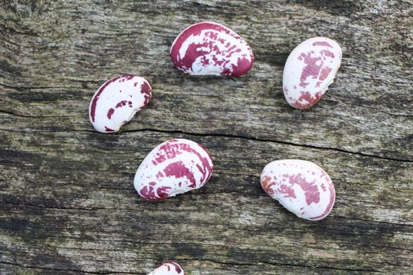 Phaseolus lunatus var. macrocarpus (Bohne, Limabohne)