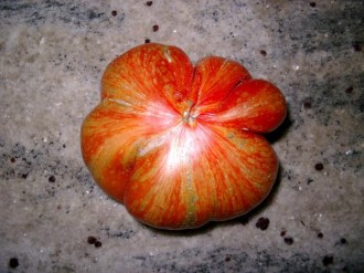 Solanum lycopersicum (Tomate, 'Feuerwerk')