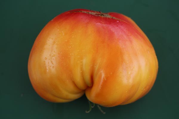 Solanum lycopersicum (Tomate, 'Kellogg's Breakfast')