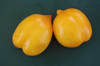 Solanum lycopersicum (Tomate, 'Limontschiki')