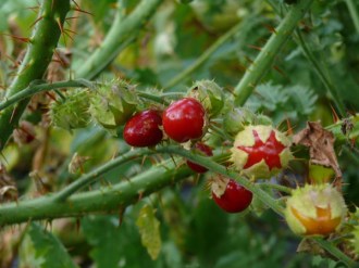 Solanum sisymbriifolium (Litchitomate)
