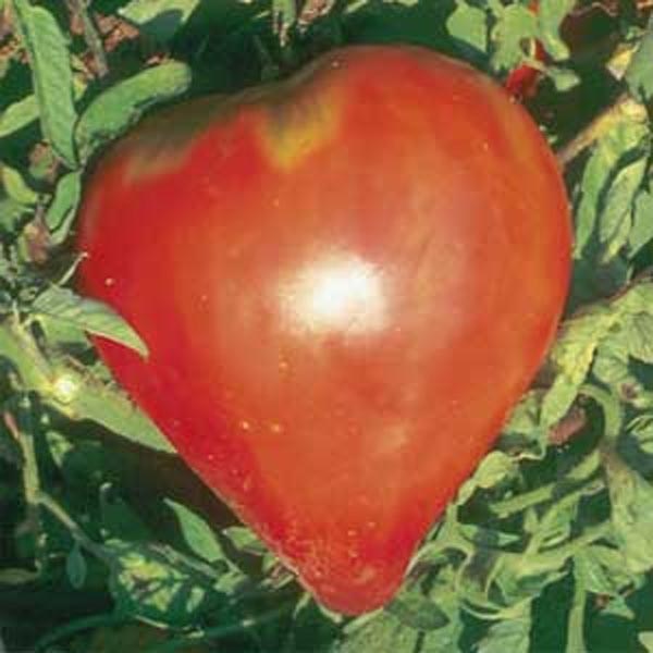 Solanum lycopersicum (Tomate, 'Herztomate')