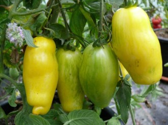 Solanum lycopersicum (Tomate, 'Banana Legs')