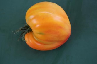 Solanum lycopersicum (Tomate, 'Orange Russian')