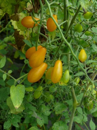 Solanum lycopersicum (Tomate, 'Gelbe Wildtomate')