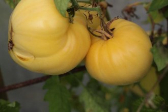 Solanum lycopersicum (Tomate, 'Huge Lemon Oxheart')