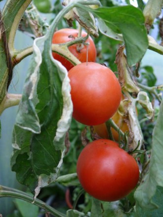 Solanum lycopersicum (Tomate, 'Variegatum')