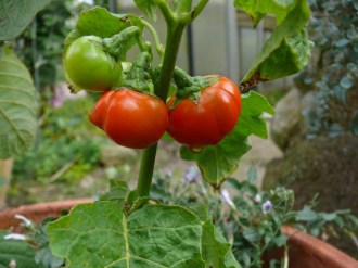 Solanum viride (Menschenfressertomate)