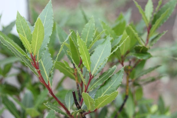 Laurus nobilis (Lorbeer)