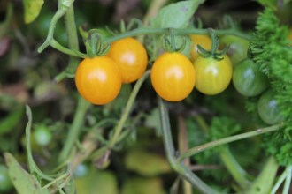 Solanum lycopersicum (Tomate, 'Gelbe Johannisbeere')