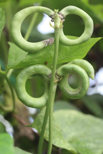 Vigna unguiculata subsp. (Brezelbohne, 'Pretzel Bean')