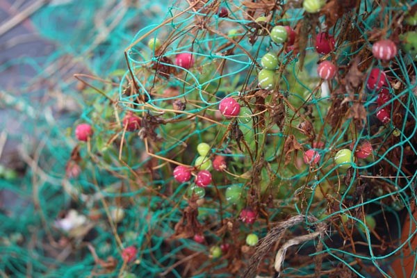 Diplocyclos palmatus (Scheinzaunrübe)