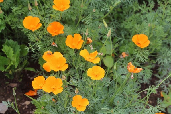 Eschscholzia californica (Kalifornischer Goldmohn)