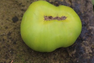 Solanum lycopersicum (Tomate, 'Green Giant')