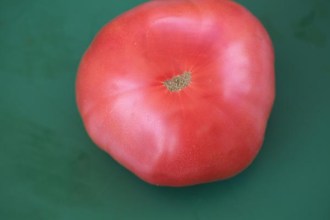 Solanum lycopersicum (Tomate, 'Mortgage Lifter')