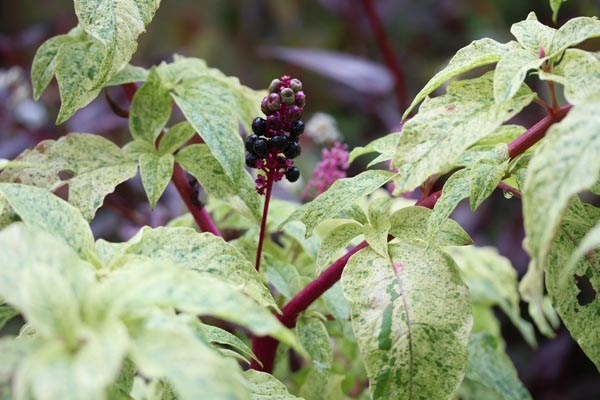 Phytolacca americana 'Silberstein' (Kermesbeere, panaschiert)