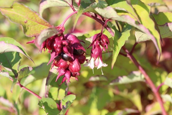 Leycesteria formosa (Leycesterie, Karamelbeere, 'Jealousy')