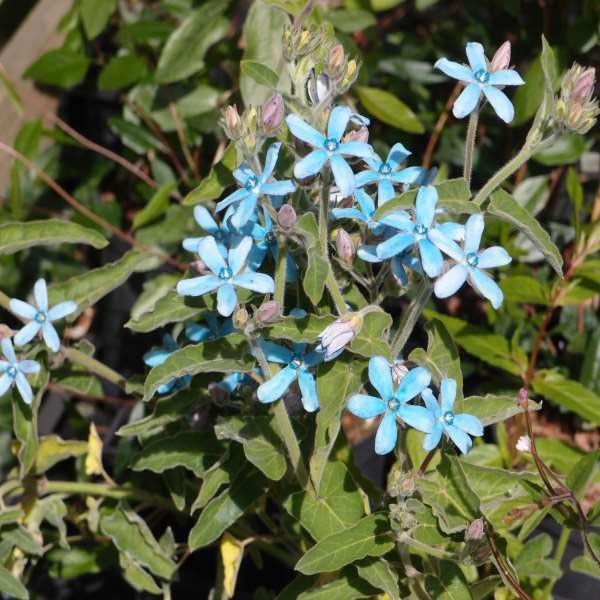 Tweedia caerulea (Himmelblauer Südstern)