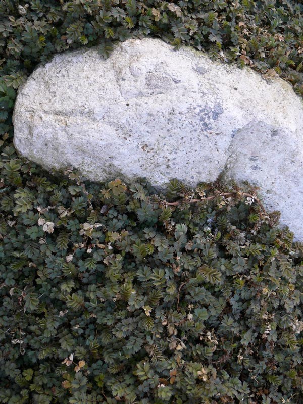 Acaena microphylla 'Kupferteppich' (Braunrotes Stachelnüsschen)