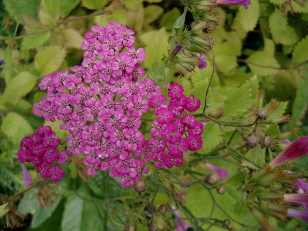 Achillea millefolium 'Cassis' (Kirschfarbene Garten-Schafgarbe)