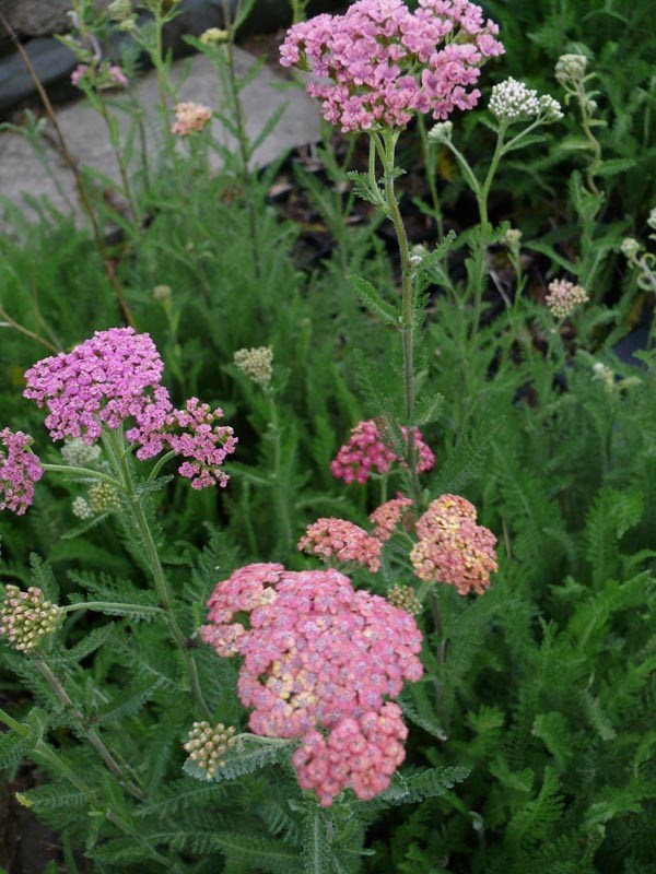 Achillea millefolium 'Summer Pastels' (Pastellfarbene Garten-Schafgarbe)