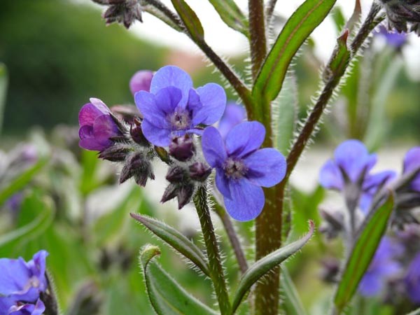 Anchusa azurea (Große Ochsenzunge)