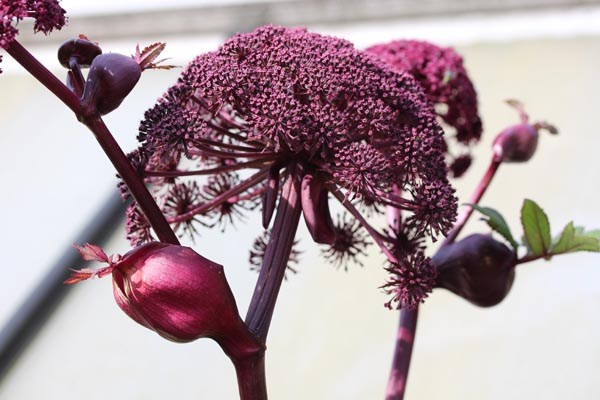 Angelica gigas (Engelwurz)