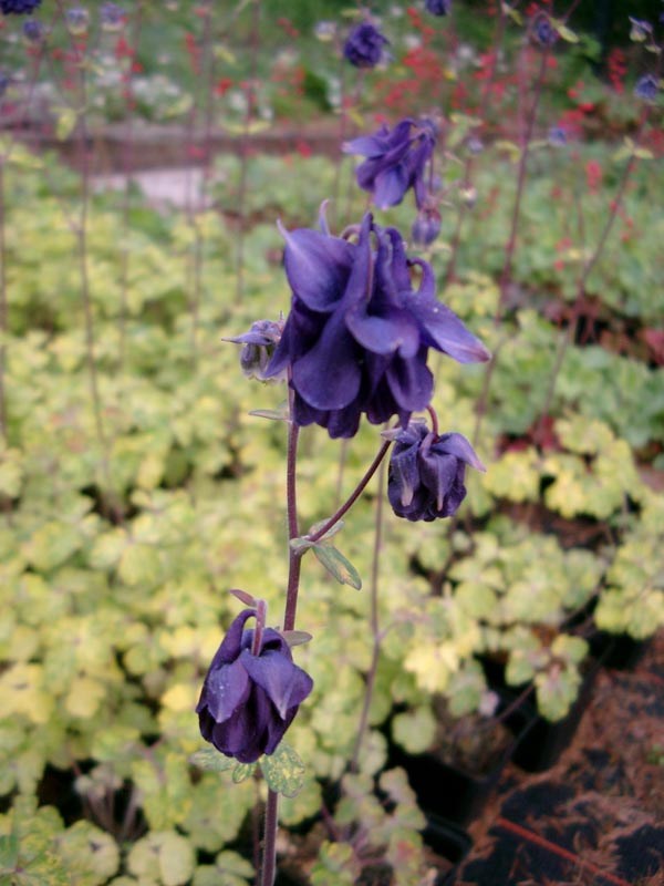 Aquilegia vulgaris 'Leprechaun Gold' (Panaschierte Akelei)