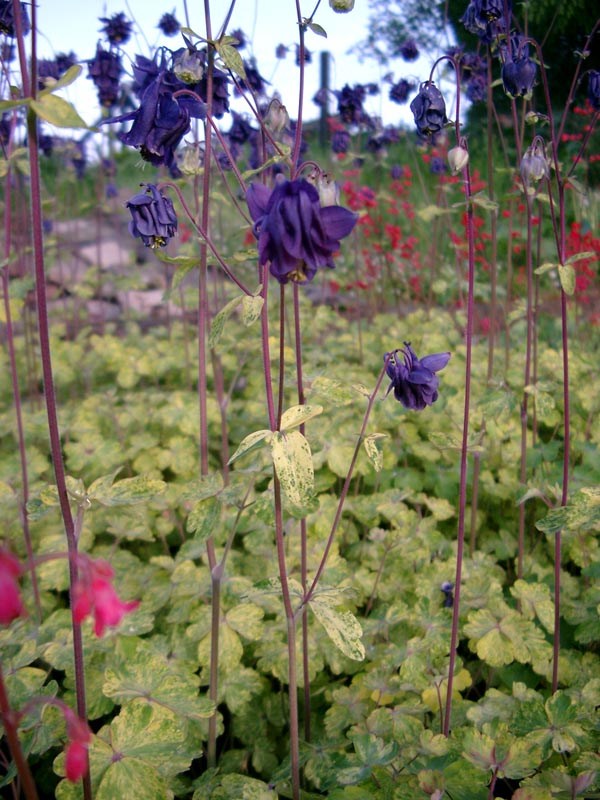 Aquilegia vulgaris 'Leprechaun Gold' (Panaschierte Akelei)