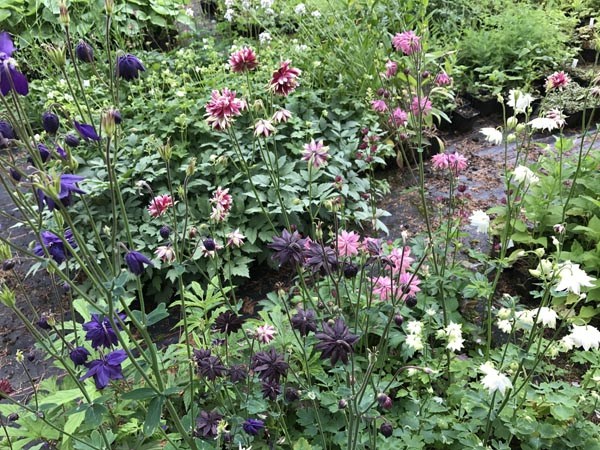 Aquilegia vulgaris plena 'Barlow Mix' (Gefüllte Akelei)