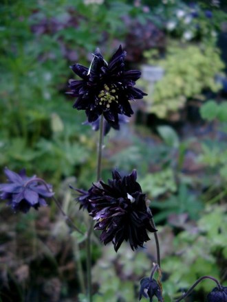 Aquilegia vulgaris plena 'Black Barlow' (Gefüllte Akelei)