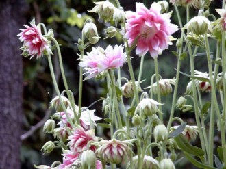 Aquilegia vulgaris plena 'Nora Barlow’ (Gefüllte Akelei)