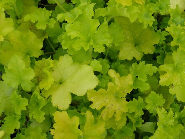 Heuchera micrantha 'Lime Ricky' ® (Purpurglöckchen)