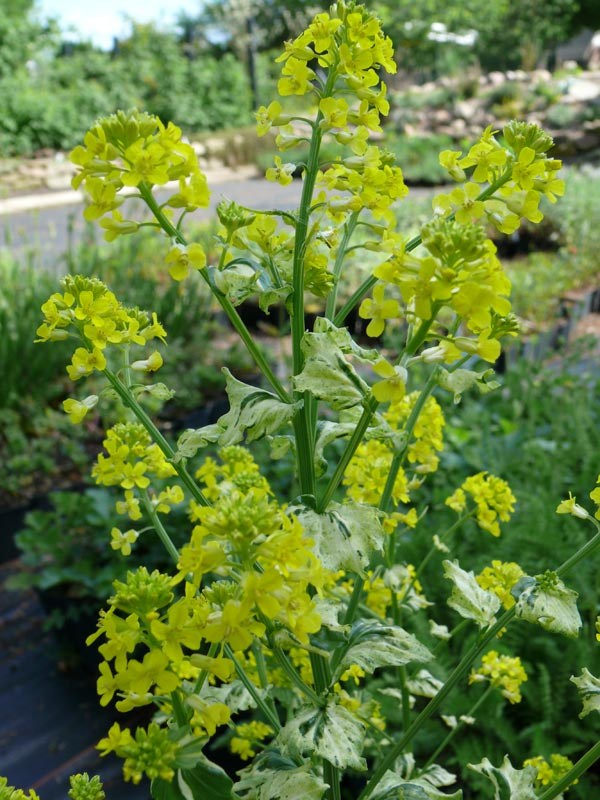 Barbarea vulgaris 'Variegata' (Weißbunte Barbarakresse)
