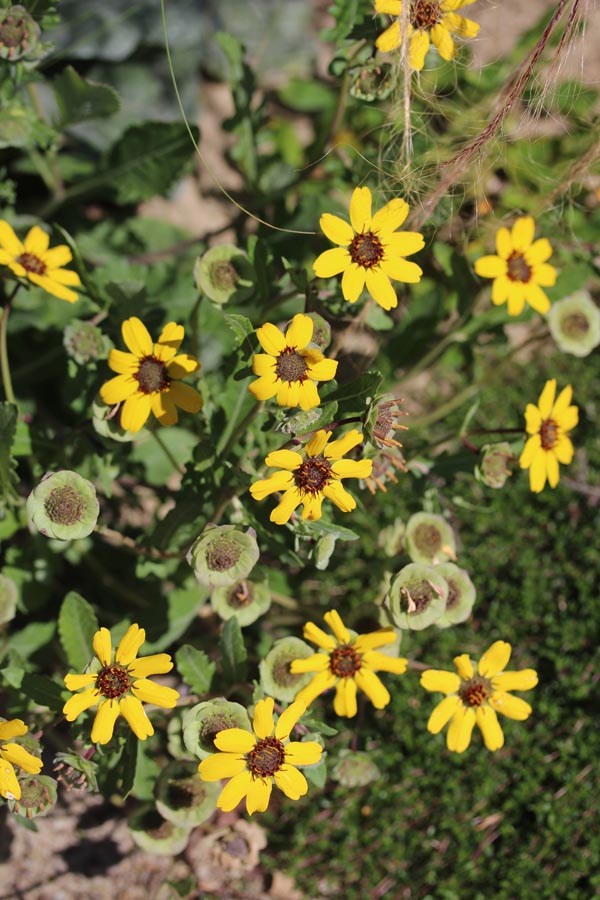 Berlandiera lyriata (Schokoladenblume)