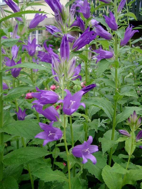 Campanula latifolia var. macrantha (Blaue Waldglockenblume)