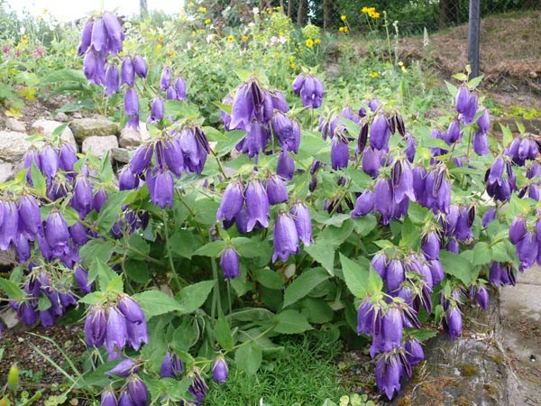 Campanula Punctata-Hybride ’Sarastro’ (Garten-Glockenblume)