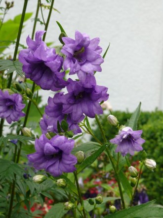 Campanula trachelium 'Bernice' (Nessel-Glockenblume)