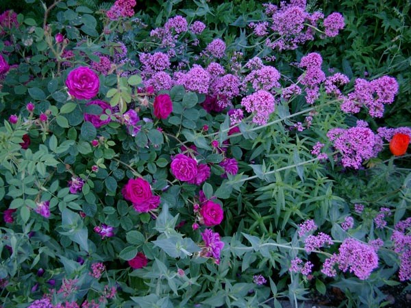 Centranthus ruber `Coccineus` (Rote Spornblume)