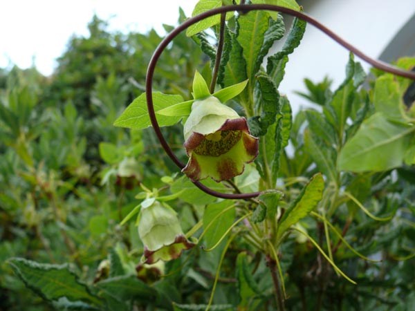 Codonopsis lanceolata (Kletternde Tigerglocke)