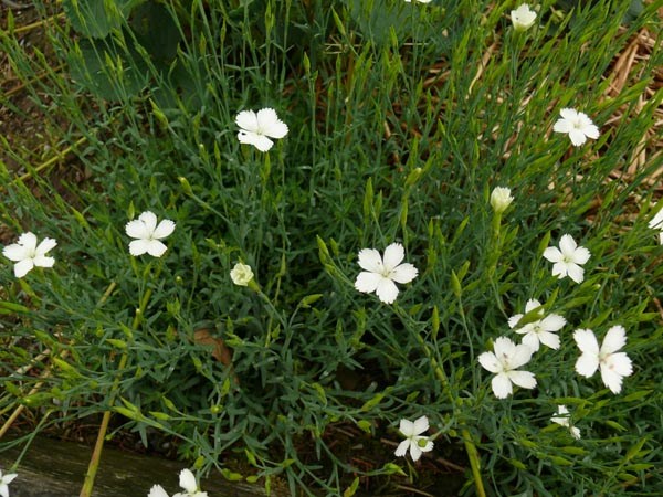 Dianthus deltoides 'Albus' (Weiße Heidenelke)