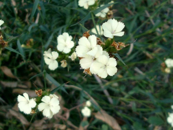 Dianthus knappii (Schwefelnelke)